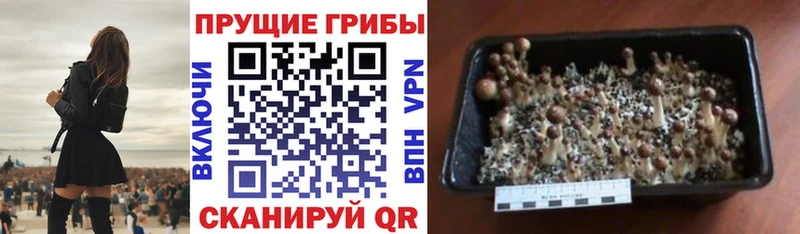 Галлюциногенные грибы Psilocybe  закладка  Бирюсинск 